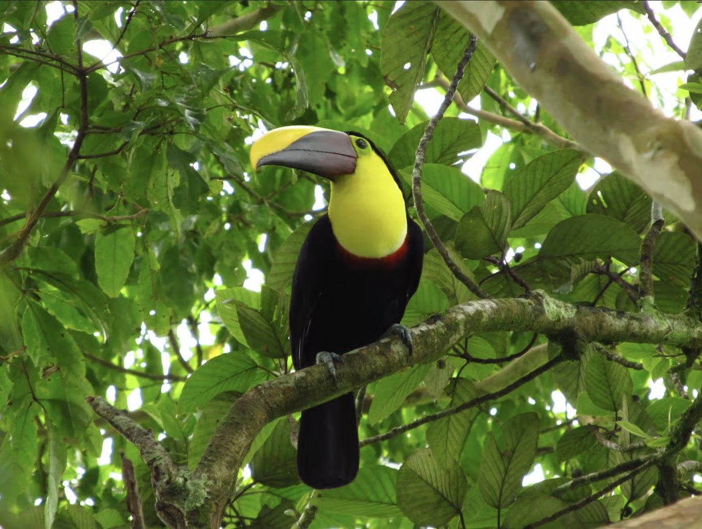 Toucan among the trees