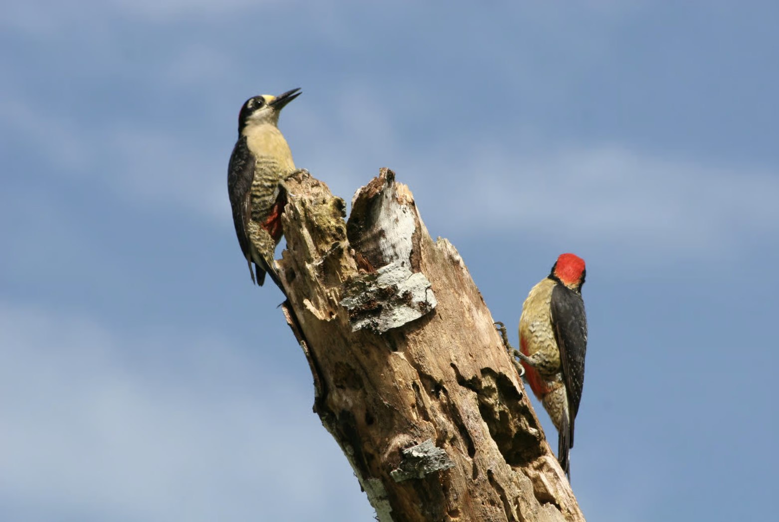 Woodpeckers on a tree