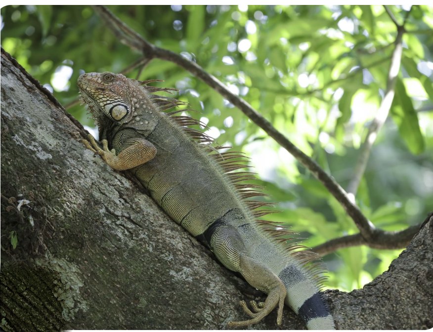 Iguana resting in a tree