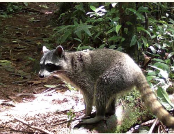 Raccoon in the forest