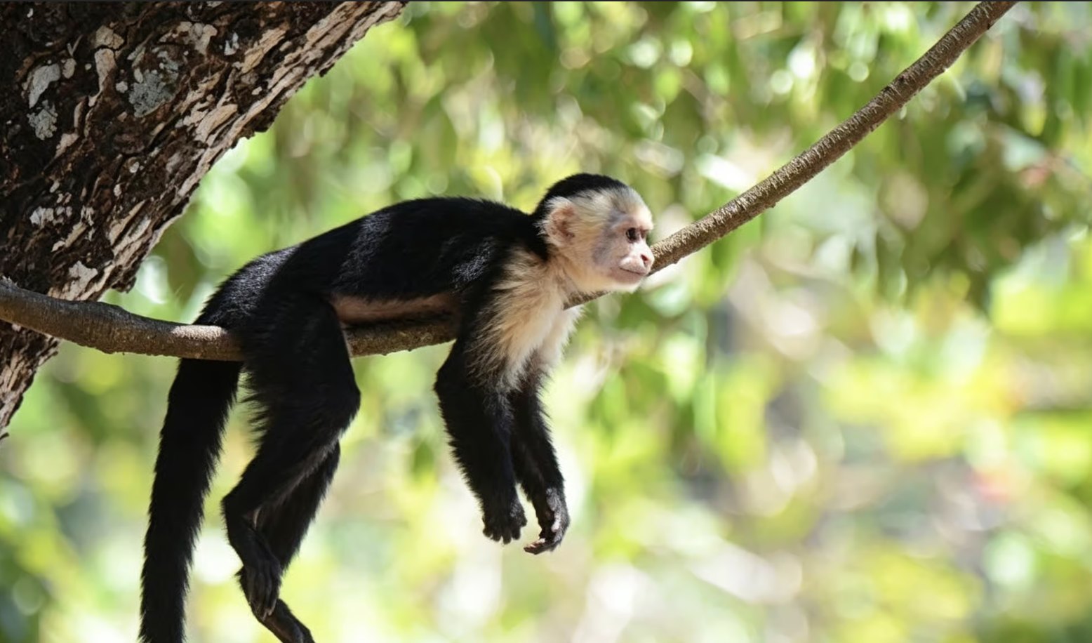 Monkey in the coastal forest